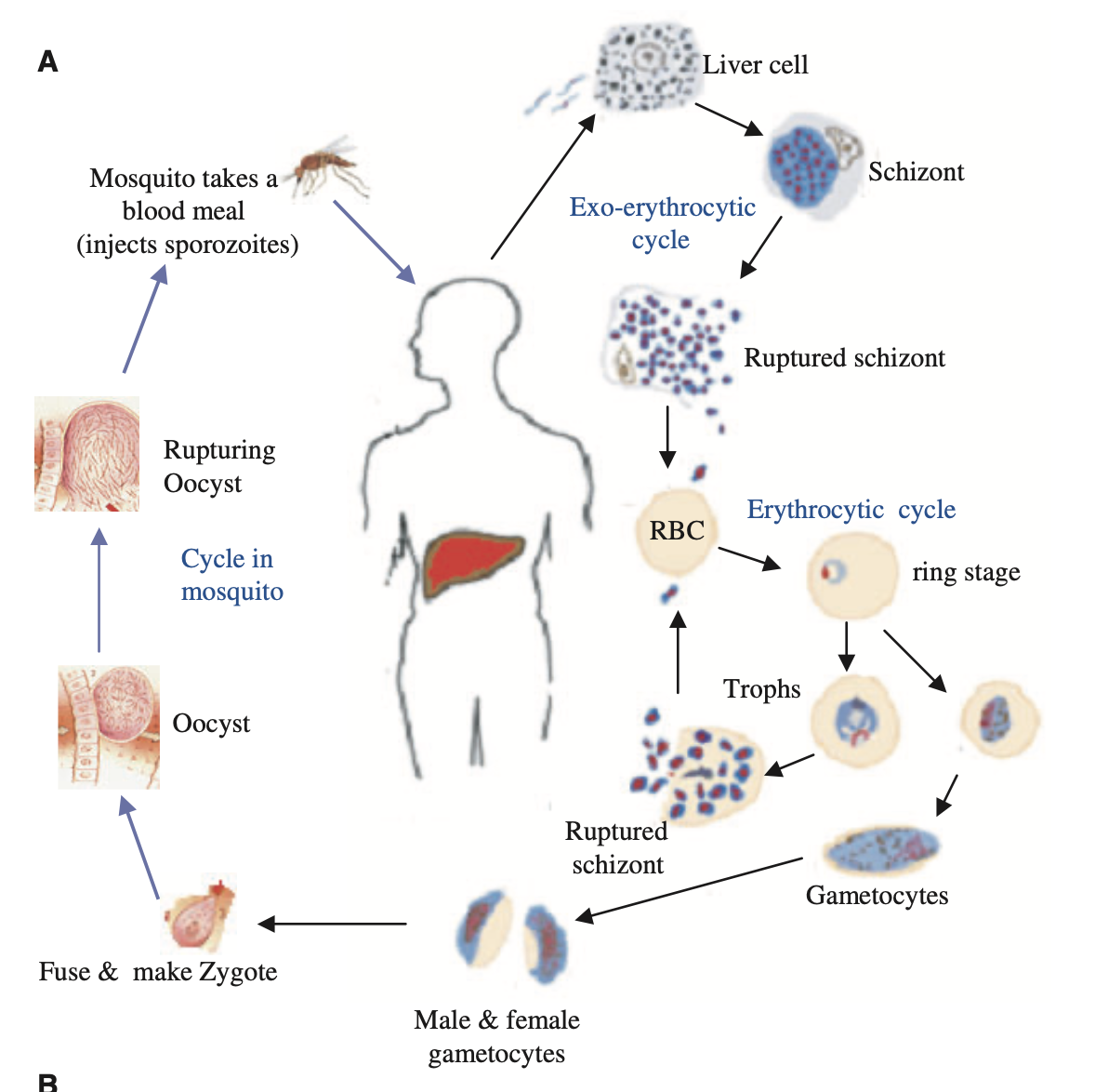 Life cycle of the malaria parasite